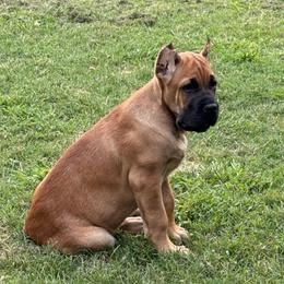 Hot Pink - Fawn female Cane Corso puppy in Paris, Texas from Knucklehead Cane Corso
