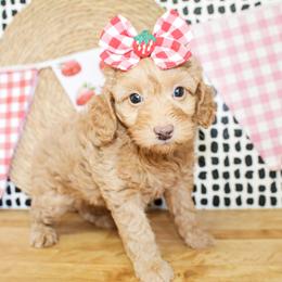 Anna - Apricot female Goldendoodle puppy in Antlers, Oklahoma from Rocking H