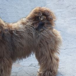 Brindle - Havanese