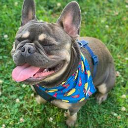 French Bulldog All Grown Up from Feliciano Frenchies