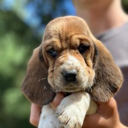 Male 1 - Mahogany and white male Basset Hound puppy in Lindley, New York from Hill Top Basset Hounds & Cane Corso
