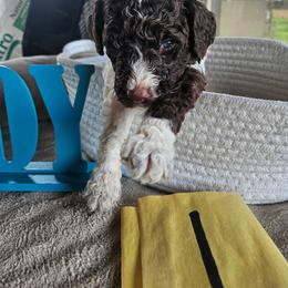 Boy 1 - Parti male Poodle puppy in Detroit, Michigan from Pretty Spoiled Spoos llc