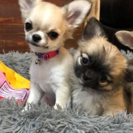 Chihuahua Puppies from Bravo Chihuahuas