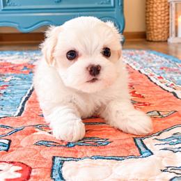 EmmyLou - White female Maltese puppy in Morehead, Kentucky from Paw Perfect Pets
