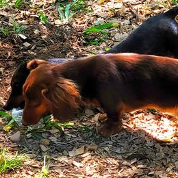 Martin - Miniature Australian Shepherd