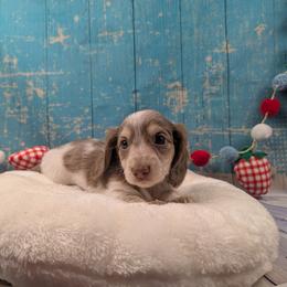 Aria- RESERVED - Chocolate and cream female Dachshund puppy in Dothan, Alabama from Hot Diggity Doxies of Dothan