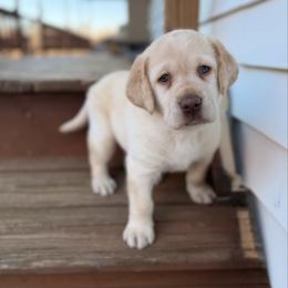 Red - Yellow male Labrador Retriever puppy in Tekonsha, Michigan from Asher Acres Labs