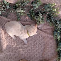 Dilute Retriever and Labrador Retriever Puppies from LC Hunting Labs, LLC.