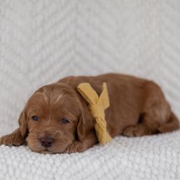 Yam - Caramel male Australian Labradoodle puppy in Belding, Michigan from Rutu Australian Labradoodles