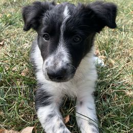Brook - Black and white female Border Collie puppy in Lenexa, Kansas from Spotted Feather Farm