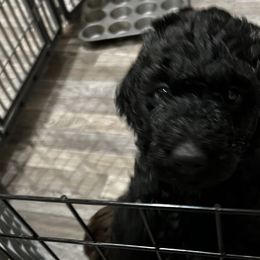 Plymouth - Black Poodle puppy in Texas from Pine Hill Standard Poodles