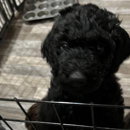 Plymouth - Black Poodle puppy in Texas from Pine Hill Standard Poodles