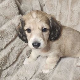 Johnny shaded cream - Cream Dachshund puppy in Lindsay, California from Lazy K&M Dachshunds