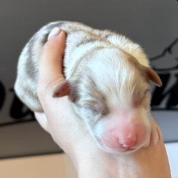 Girl 1 - Red merle female Australian Shepherd puppy in San Tan Valley, Arizona from SJR AUSSIES