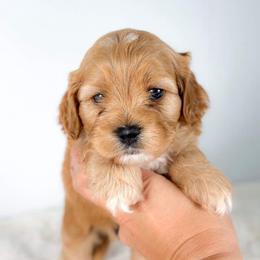 Halo - Golden male Cockapoo puppy in Pledger, Texas from Sugarbear Cockapoos