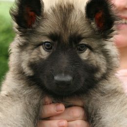 Shiloh Shepherd Puppies from Solace Shilohs