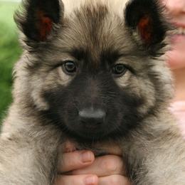 Shiloh Shepherd Puppies from Solace Shilohs