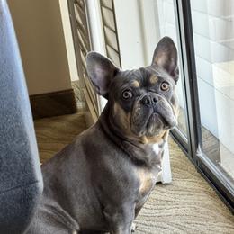 Rosie - French Bulldog