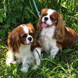 Cavalier King Charles Spaniels from Stone Hedge Cavalier King Charles Spaniels