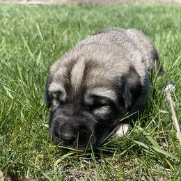 Girl 2 - Fawn female Anatolian Shepherd Dog puppy in Kalispell, Montana from Wild Rooster Family Farm – AKC Anatolian Shepherd Breeder, OFA Health Tested