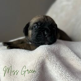Cane Corso Puppies from Iron Will Cane Corso