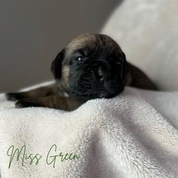 Cane Corso Puppies from Iron Will Cane Corso