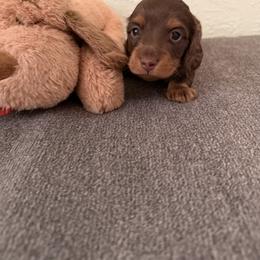 Oakley - Chocolate and tan male Dachshund puppy in Call, Texas from Dachshund D’Amore