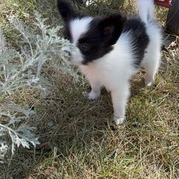 Papillon Puppies from Peppy Papillons, LLC