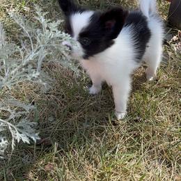 Papillon Puppies from Peppy Papillons, LLC