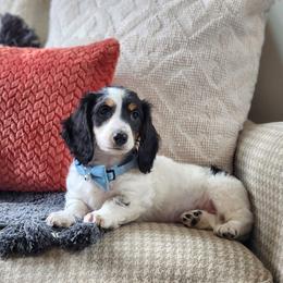 AKC Meet Captain :) - Piebald male Dachshund puppy in Centerville, Iowa from Barnyard Dachshunds, Dals & Doodles
