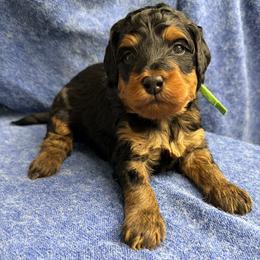 Knit - Sweater Weather - Phantom male Bernedoodle puppy in Charleston, South Carolina from Palm Belle Doodles
