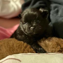 Dutch - Black male Pomeranian puppy in Springfield, Missouri from Hope Mountain Pomeranians