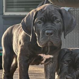 Miracle City Purple - Black brindle female Cane Corso puppy in Conroe, Texas from Miracle City