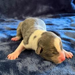 Fury - Slate female Border Collie puppy in Oroville, California from Coalcyn Kennels