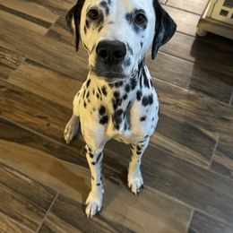 Monte - Dalmatian