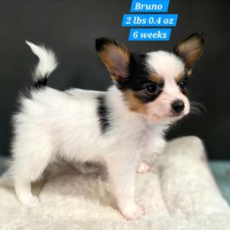 L3A We Don't Talk About Bruno - White black and tan male Papillon puppy in Davenport, Washington from Lovely Ladies and Little Asses Miniature Equines (L3A Pomeranians & Papillons)