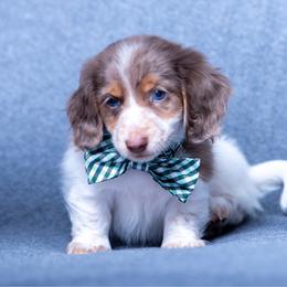 Ranger - Fawn (isabella) and cream male Dachshund puppy in Copperas Cove, Texas from Creme de la Creme Dachshunds