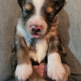 Miniature Australian Shepherd and Toy Australian Shepherd Puppies from Kinsley's Cuties & SouthPaw Creations