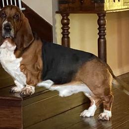 Stuart - Basset Hound