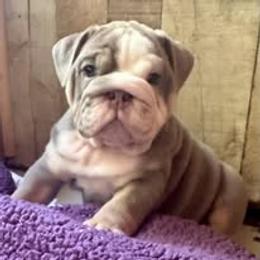 Bulldog Puppies from Bullgodz English Bulldogs