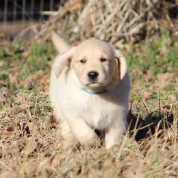 Golden Retriever Puppies from Golden Barnes Kennel