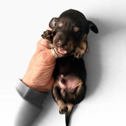 Black and Cream Male - Black and cream male Dachshund puppy in Medina, Ohio from STORIED DOXIES