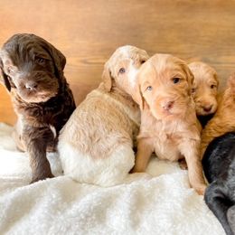 Double Doodle and Labradoodle Puppies from Magnolia & Finn Doodles