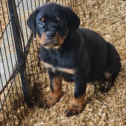 PURPLE GIRL - Black and mahogany female Rottweiler puppy in Worley, Idaho from Templinhaus Rottweilers & DreamHaus French Bulldogs