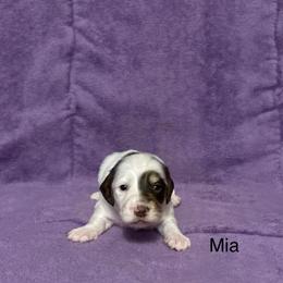 Mia - Chocolate and cream female Dachshund puppy in Poteau, Oklahoma from Lady Maye Dachshund's