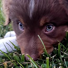 Australian Shepherds from Haddix Farms