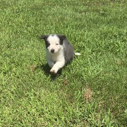 Will - Blue male Border Collie puppy in Chariton, Iowa from Kickin It Acres BCs