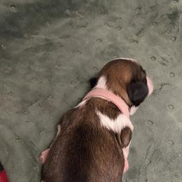 Shih Tzu Puppies from Willow Lane Shih Tzus