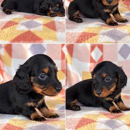 Girl 2 - Black and tan female Dachshund puppy in Oklahoma from Red Oak Long Dogs