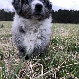 Australian Shepherd and French Bulldog Puppies from Skinner Hill Farm